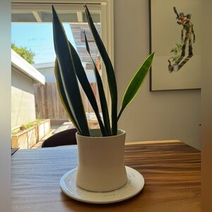 Pigeon toe ceramics planter